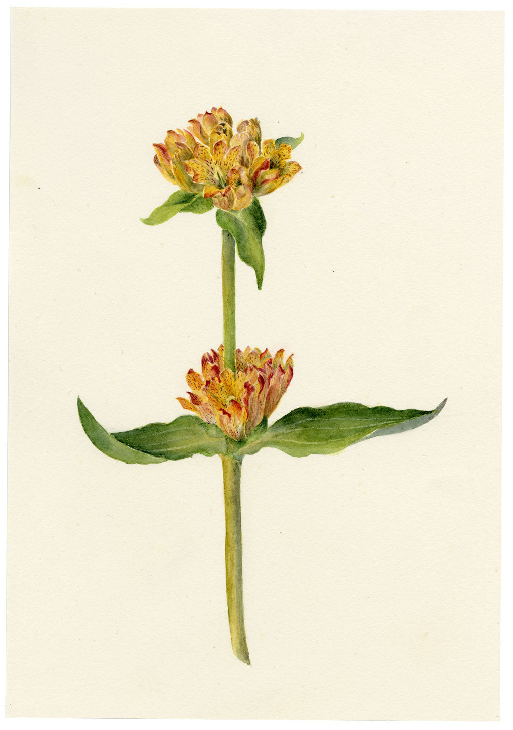 Falloon, Spotted Gentian Flower (Gentiana punctata), Arolla, Switzerland – 1902 watercolour painting