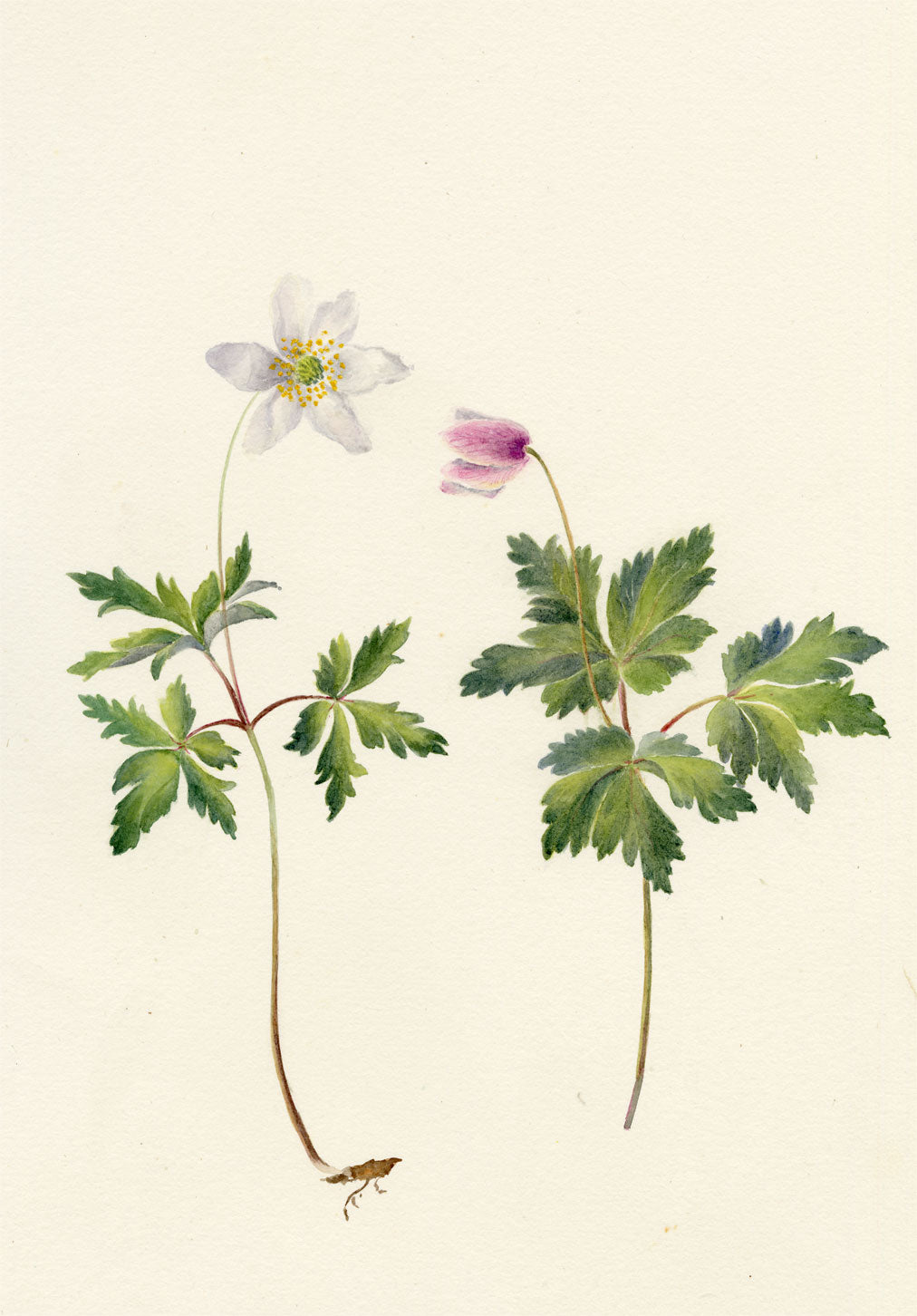 Falloon, Wood Anemone Flower (Anemone nemorosa), Shepherdswell, Kent – 1902 watercolour painting