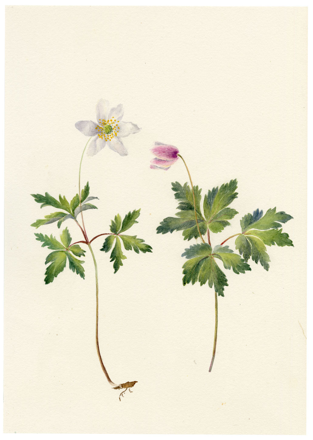 Falloon, Wood Anemone Flower (Anemone nemorosa), Shepherdswell, Kent – 1902 watercolour painting