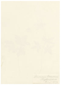 Falloon, Wood Anemone Flower (Anemone nemorosa), Shepherdswell, Kent – 1902 watercolour painting