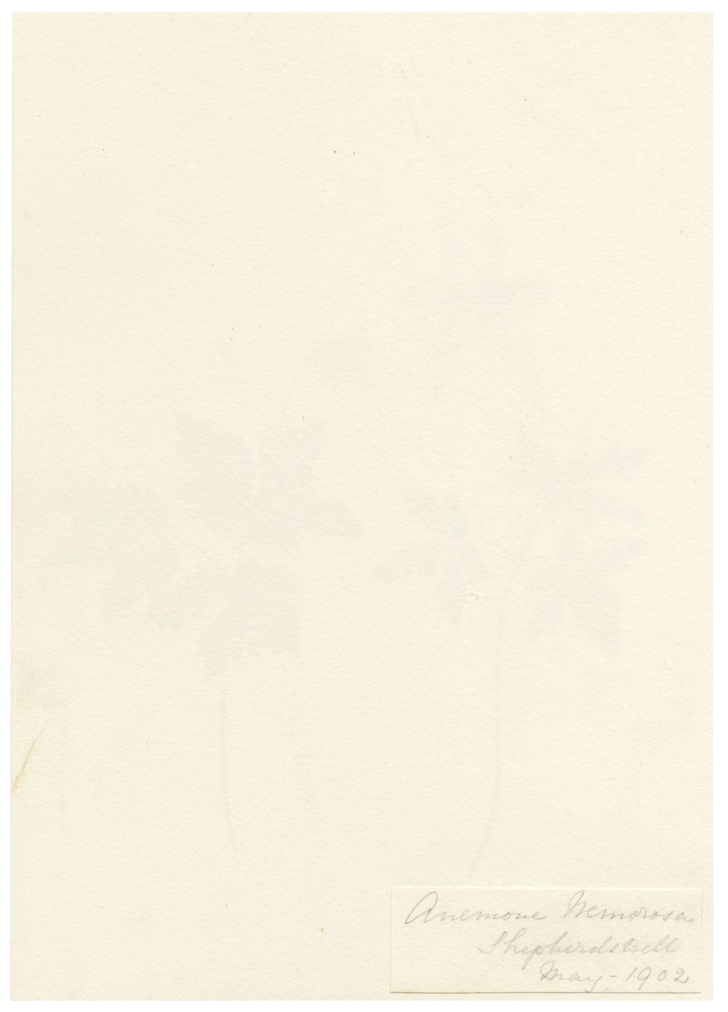 Falloon, Wood Anemone Flower (Anemone nemorosa), Shepherdswell, Kent – 1902 watercolour painting