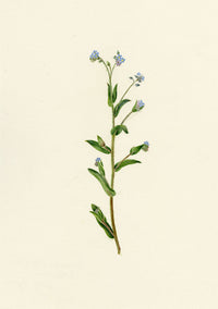 Falloon, Field Forget-me-not Flower (Myosotis arvensis), Ellingham, Norfolk – 1913 watercolour painting