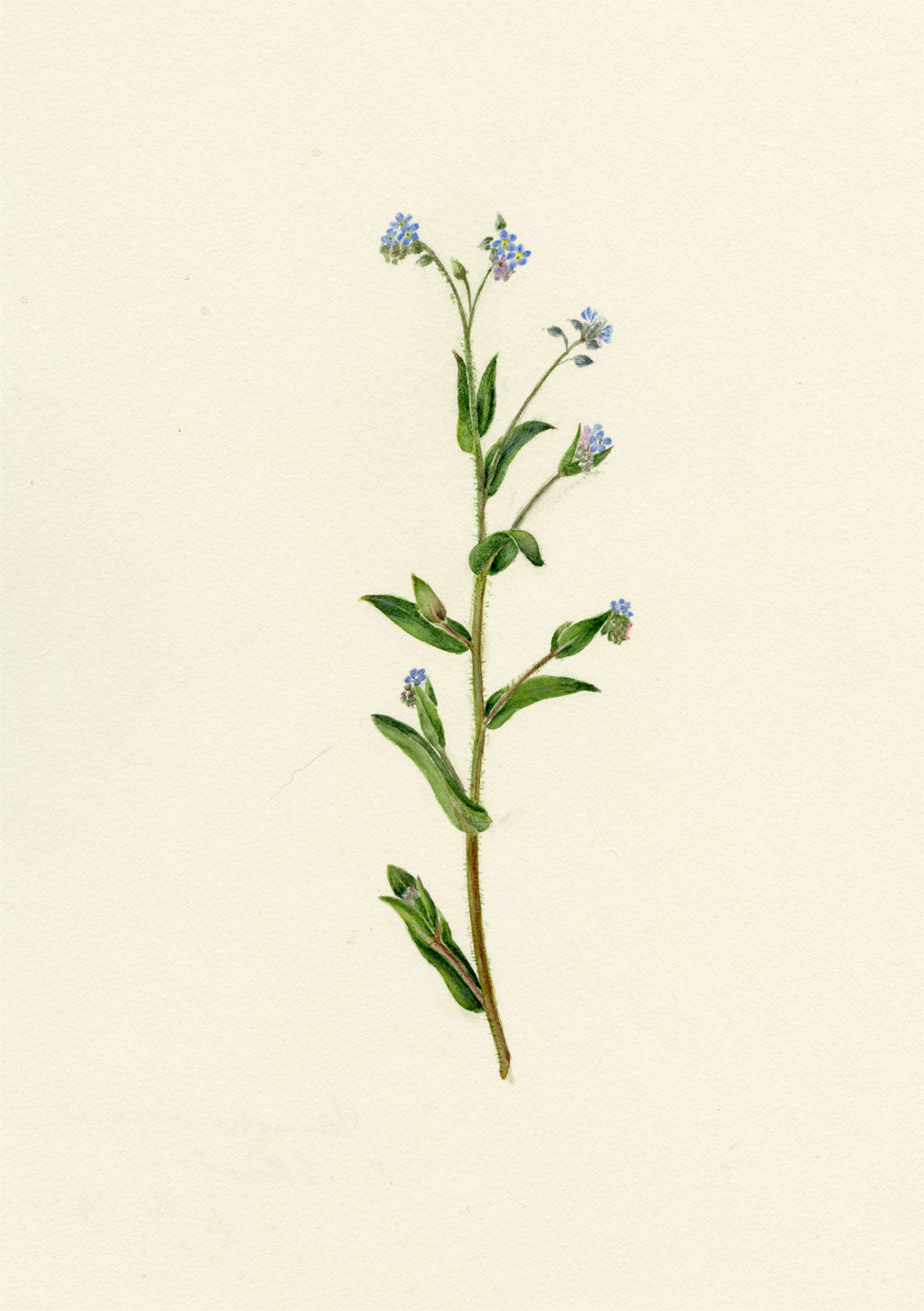 Falloon, Field Forget-me-not Flower (Myosotis arvensis), Ellingham, Norfolk – 1913 watercolour painting