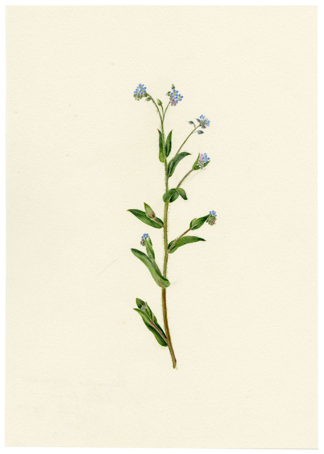 Falloon, Field Forget-me-not Flower (Myosotis arvensis), Ellingham, Norfolk – 1913 watercolour painting