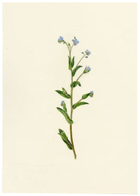 Falloon, Field Forget-me-not Flower (Myosotis arvensis), Ellingham, Norfolk – 1913 watercolour painting