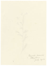 Falloon, Field Forget-me-not Flower (Myosotis arvensis), Ellingham, Norfolk – 1913 watercolour painting