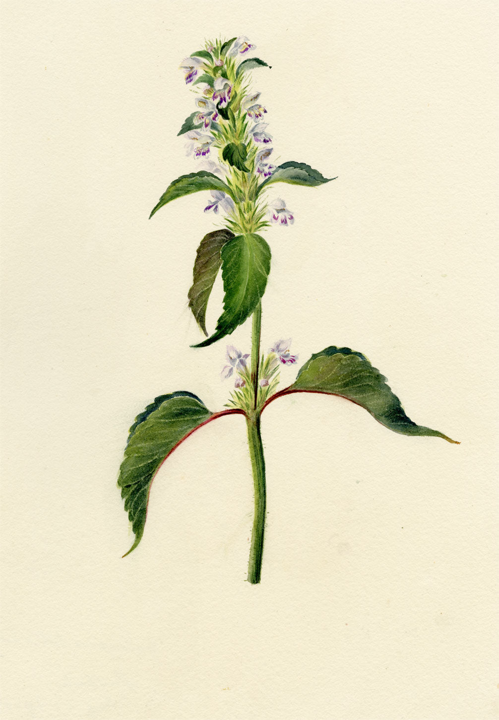 Falloon, Hemp-nettle Flower (Galeopsis tetrahit), Linthal, Switzerland – 1905 watercolour painting