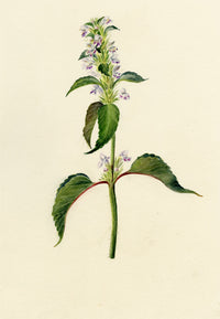Falloon, Hemp-nettle Flower (Galeopsis tetrahit), Linthal, Switzerland – 1905 watercolour painting