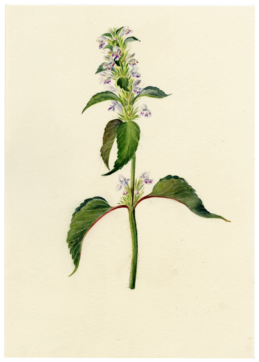 Falloon, Hemp-nettle Flower (Galeopsis tetrahit), Linthal, Switzerland – 1905 watercolour painting