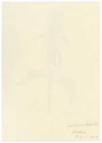 Falloon, Hemp-nettle Flower (Galeopsis tetrahit), Linthal, Switzerland – 1905 watercolour painting