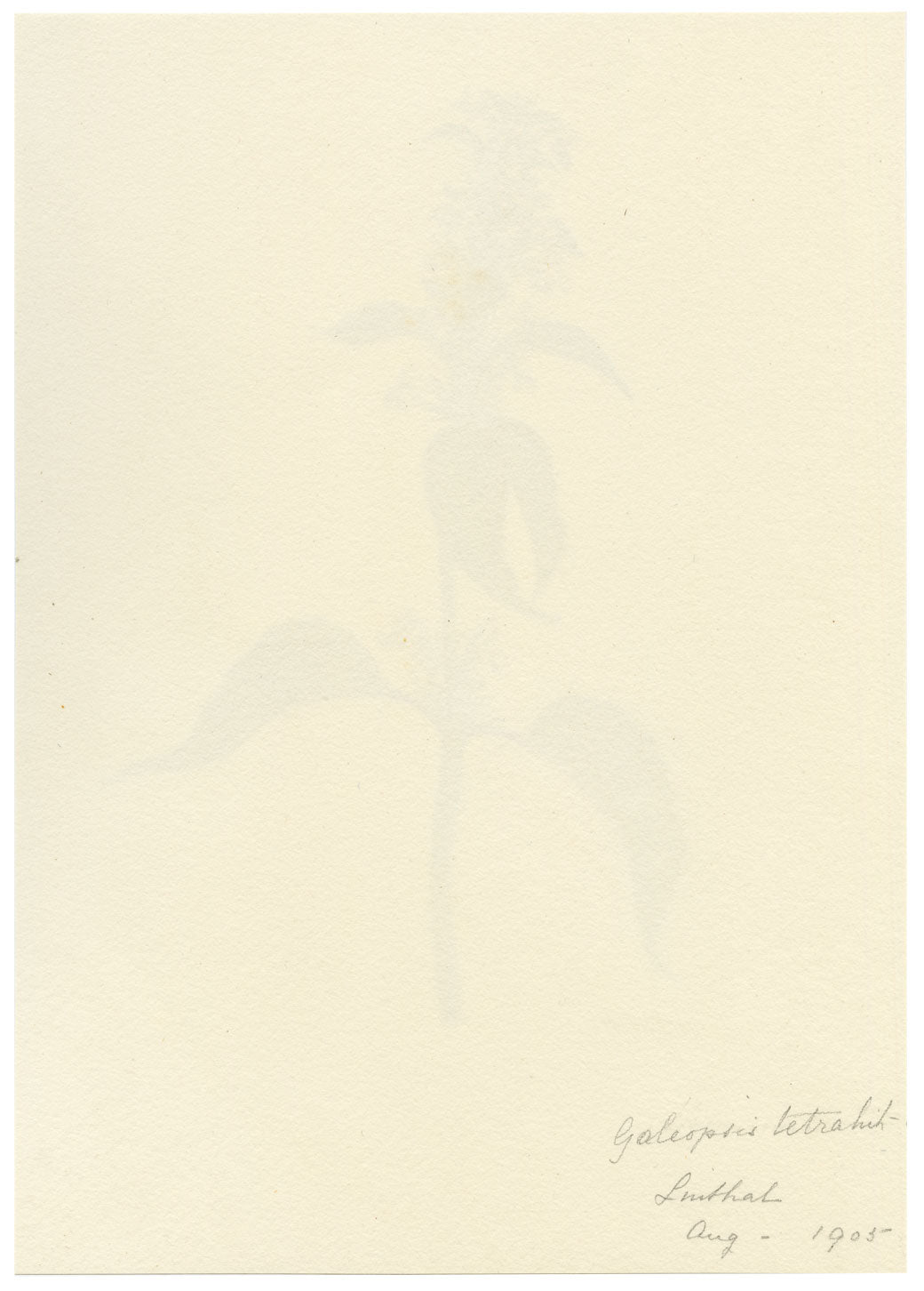 Falloon, Hemp-nettle Flower (Galeopsis tetrahit), Linthal, Switzerland – 1905 watercolour painting