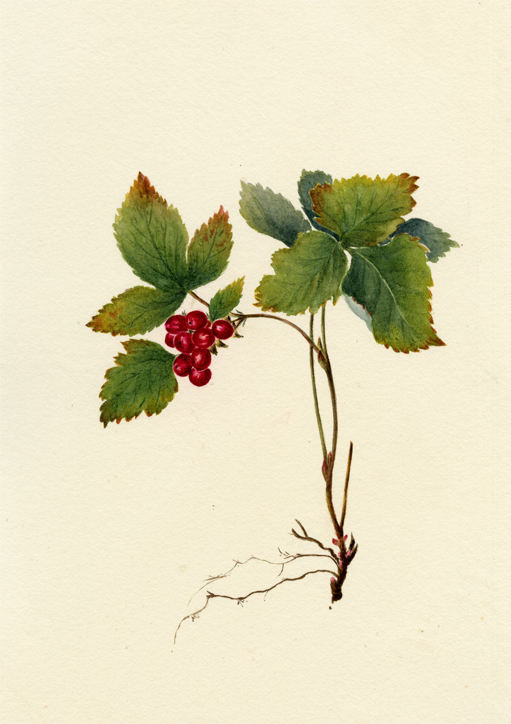 Falloon, Stone Bramble (Rubus saxatilis), Maderanertal, Switzerland – 1908 watercolour painting