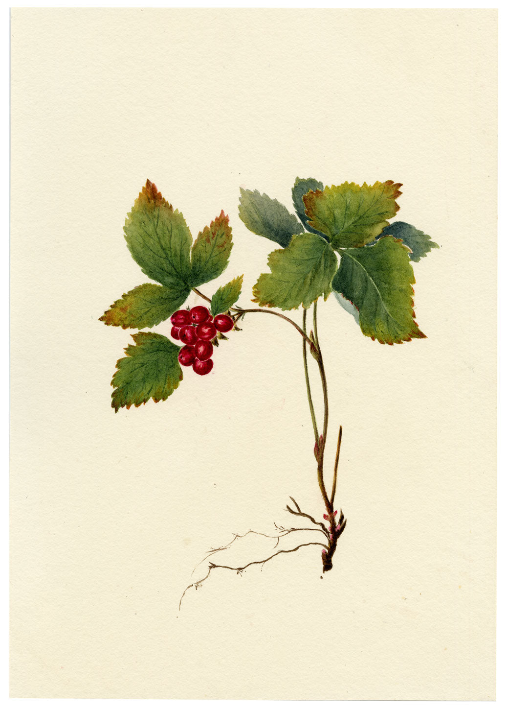 Falloon, Stone Bramble (Rubus saxatilis), Maderanertal, Switzerland – 1908 watercolour painting