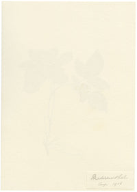 Falloon, Stone Bramble (Rubus saxatilis), Maderanertal, Switzerland – 1908 watercolour painting