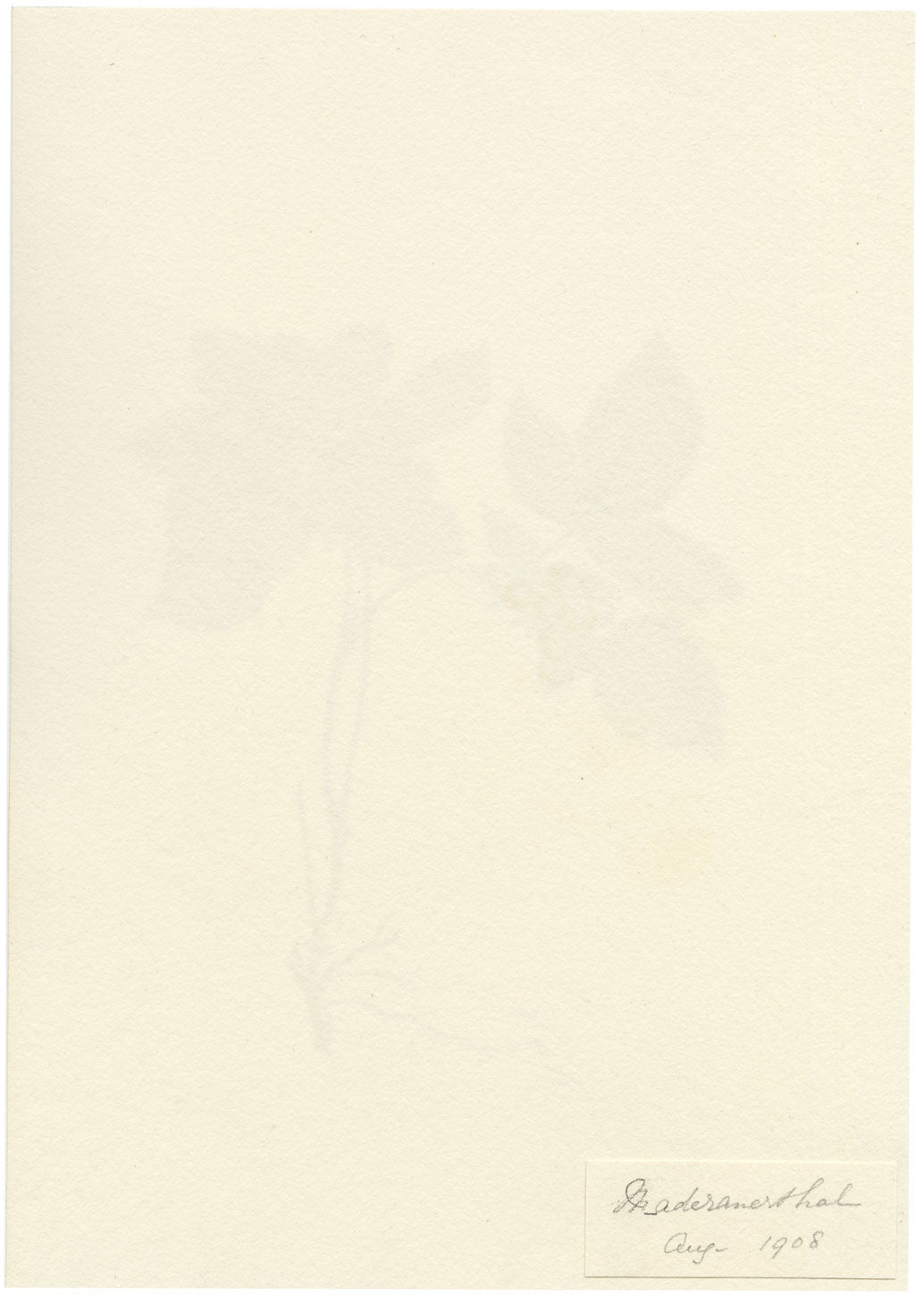 Falloon, Stone Bramble (Rubus saxatilis), Maderanertal, Switzerland – 1908 watercolour painting