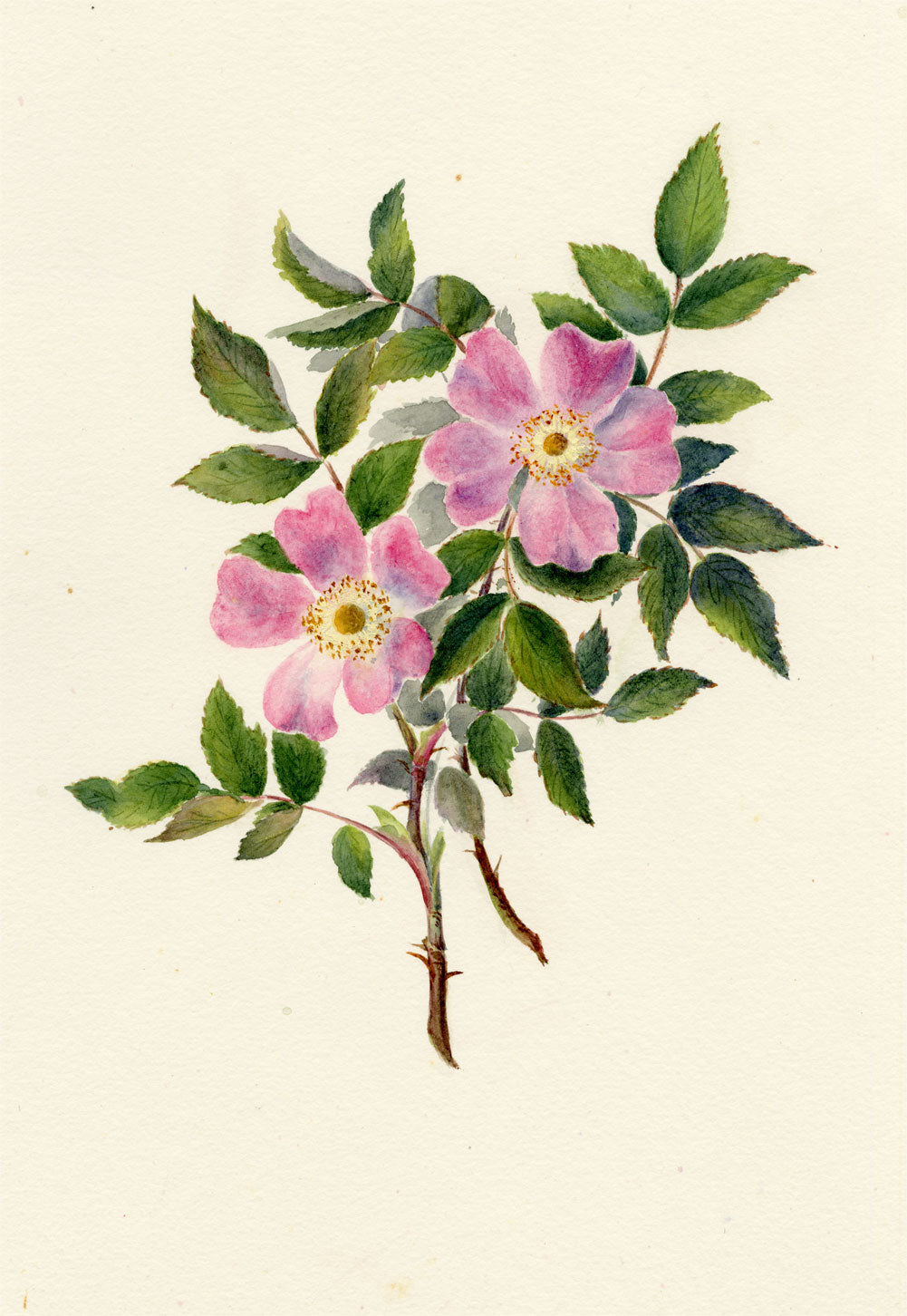 Falloon, Pink Dog-Rose (Rosa canina) Flower, Linthal, Switzerland – 1905 watercolour painting