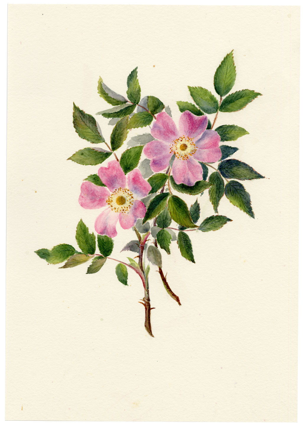 Falloon, Pink Dog-Rose (Rosa canina) Flower, Linthal, Switzerland – 1905 watercolour painting