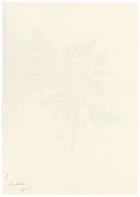 Falloon, Pink Dog-Rose (Rosa canina) Flower, Linthal, Switzerland – 1905 watercolour painting