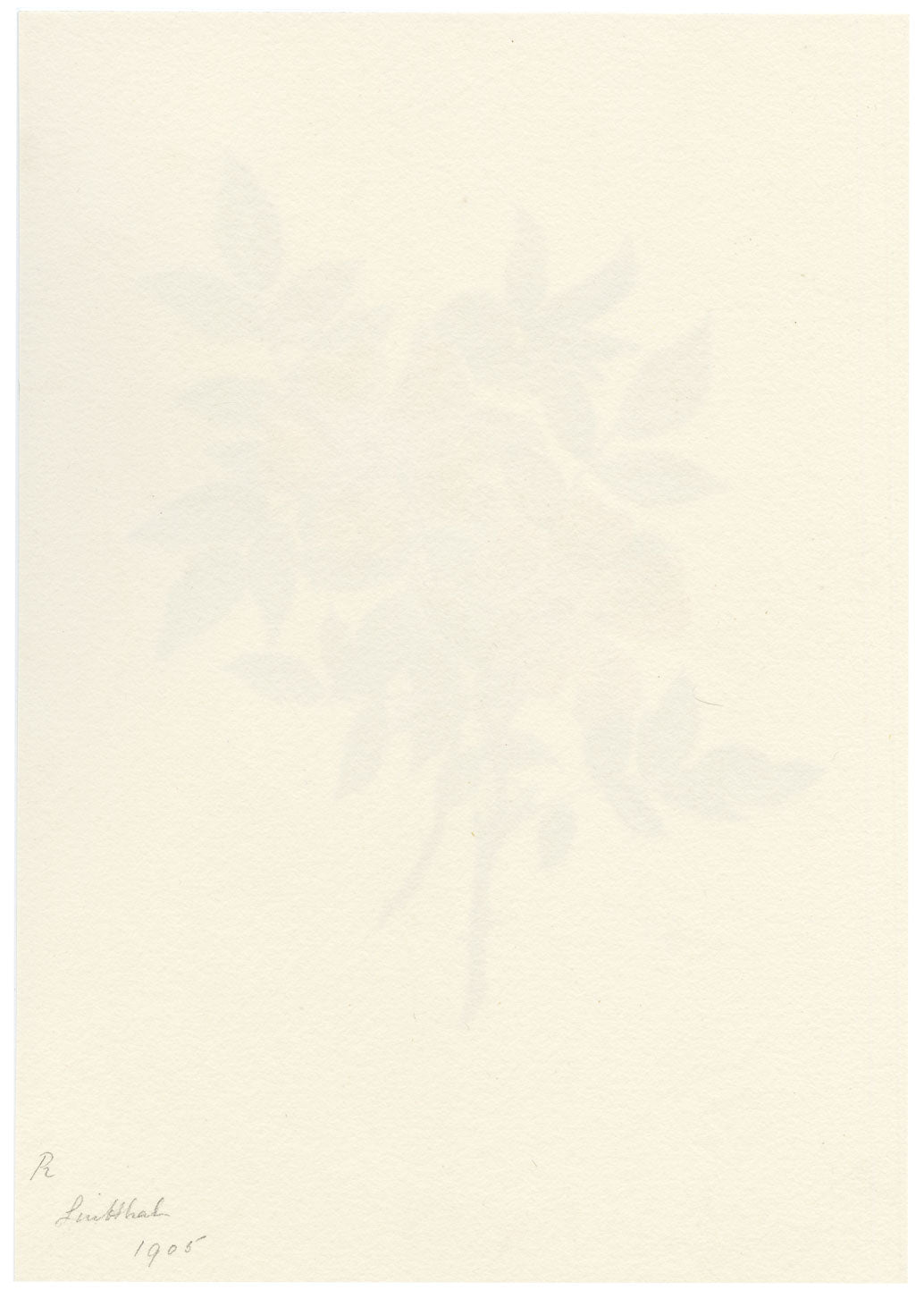 Falloon, Pink Dog-Rose (Rosa canina) Flower, Linthal, Switzerland – 1905 watercolour painting