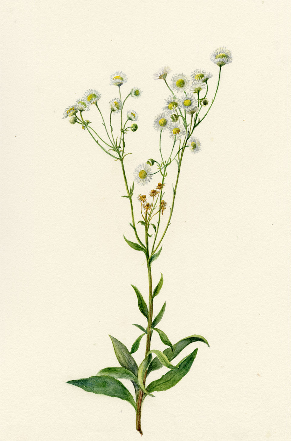 Falloon, Daisy Fleabane Flower (Erigeron), Thusis, Switzerland – 1905 watercolour painting
