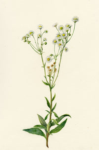 Falloon, Daisy Fleabane Flower (Erigeron), Thusis, Switzerland – 1905 watercolour painting