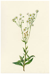 Falloon, Daisy Fleabane Flower (Erigeron), Thusis, Switzerland – 1905 watercolour painting