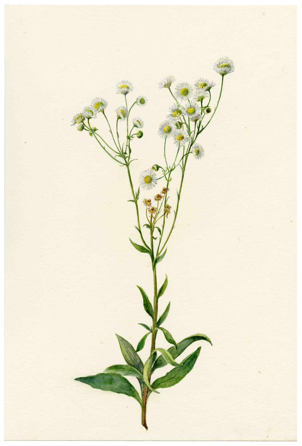 Falloon, Daisy Fleabane Flower (Erigeron), Thusis, Switzerland – 1905 watercolour painting