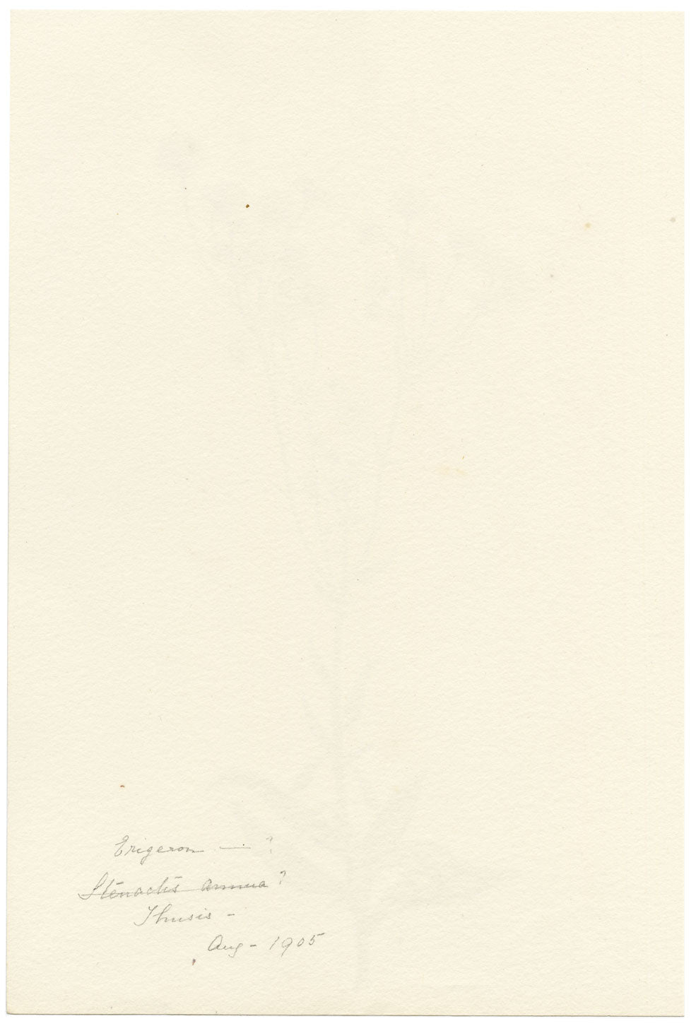 Falloon, Daisy Fleabane Flower (Erigeron), Thusis, Switzerland – 1905 watercolour painting