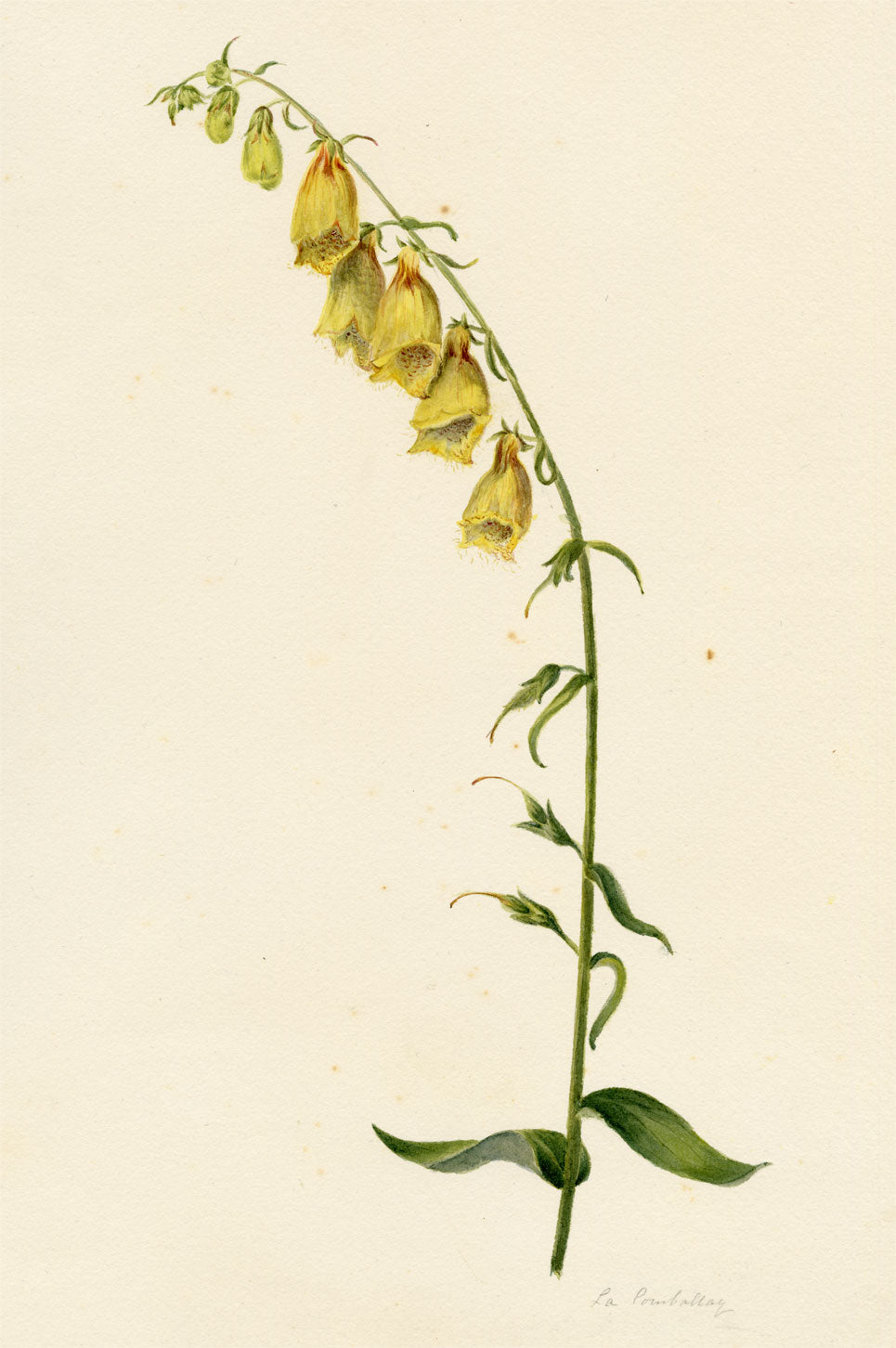 Falloon, Yellow Foxglove Flower (Digitalis ambigua), La Comballaz, Switzerland – 1896 watercolour painting