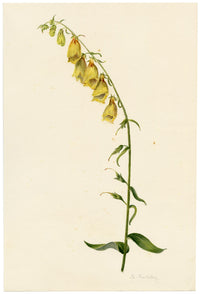 Falloon, Yellow Foxglove Flower (Digitalis ambigua), La Comballaz, Switzerland – 1896 watercolour painting