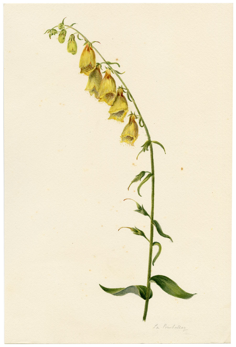 Falloon, Yellow Foxglove Flower (Digitalis ambigua), La Comballaz, Switzerland – 1896 watercolour painting