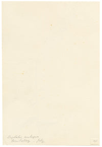 Falloon, Yellow Foxglove Flower (Digitalis ambigua), La Comballaz, Switzerland – 1896 watercolour painting