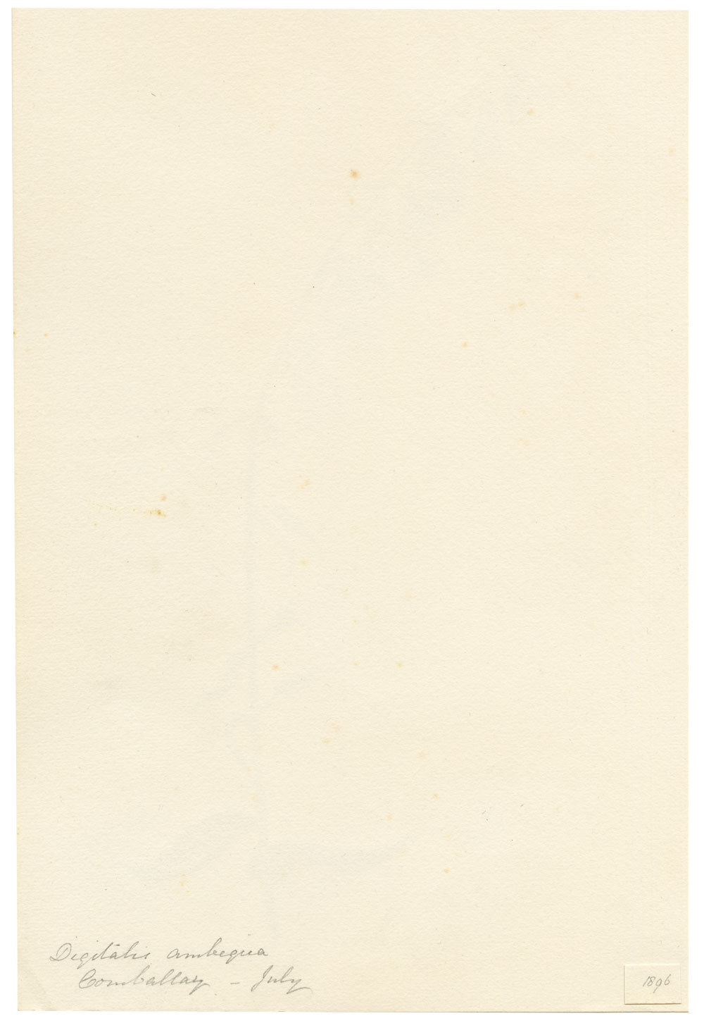 Falloon, Yellow Foxglove Flower (Digitalis ambigua), La Comballaz, Switzerland – 1896 watercolour painting