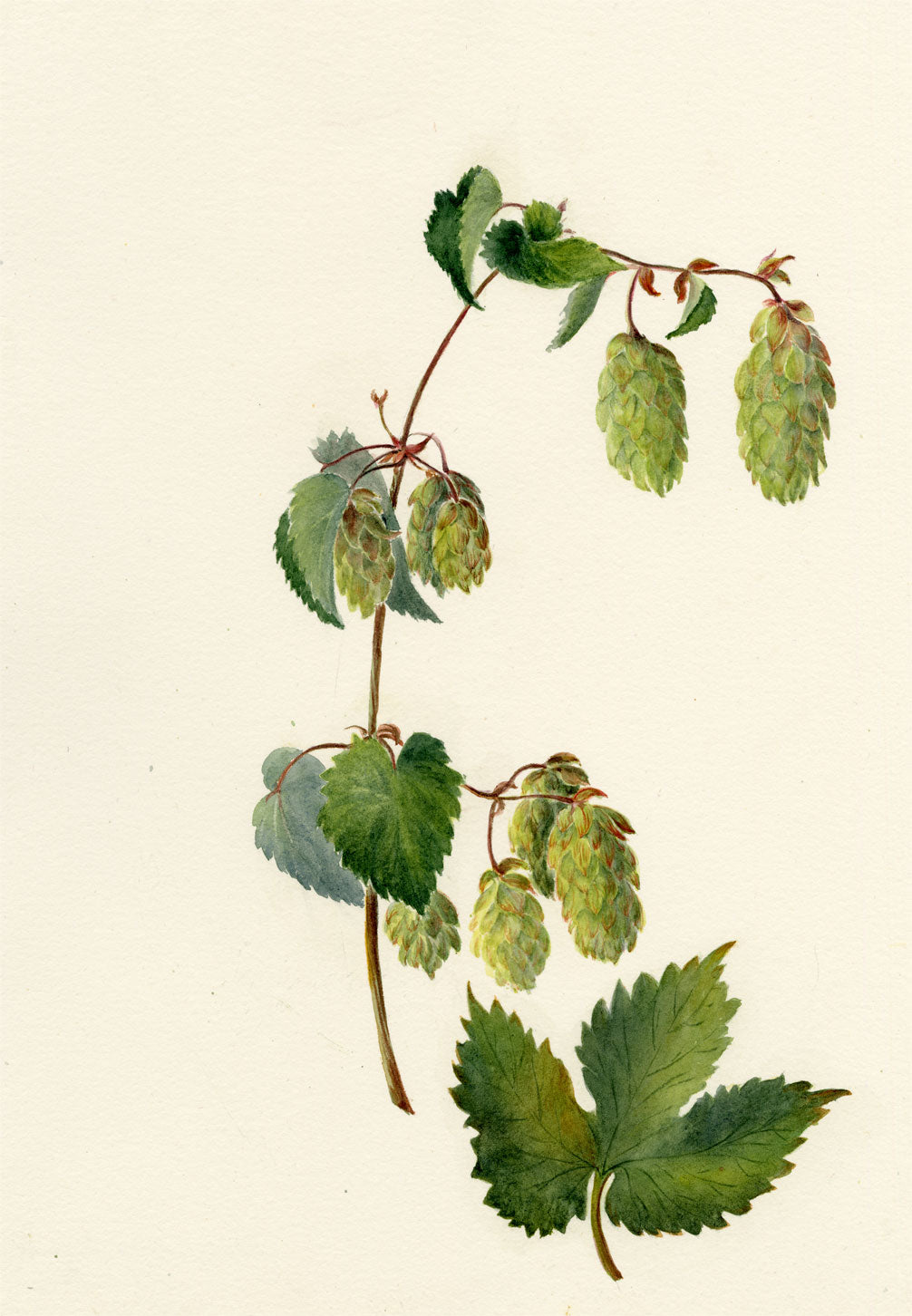 Falloon, Common Hop Flower (Humulus lupulus), Stechelberg, Switzerland – 1904 watercolour painting