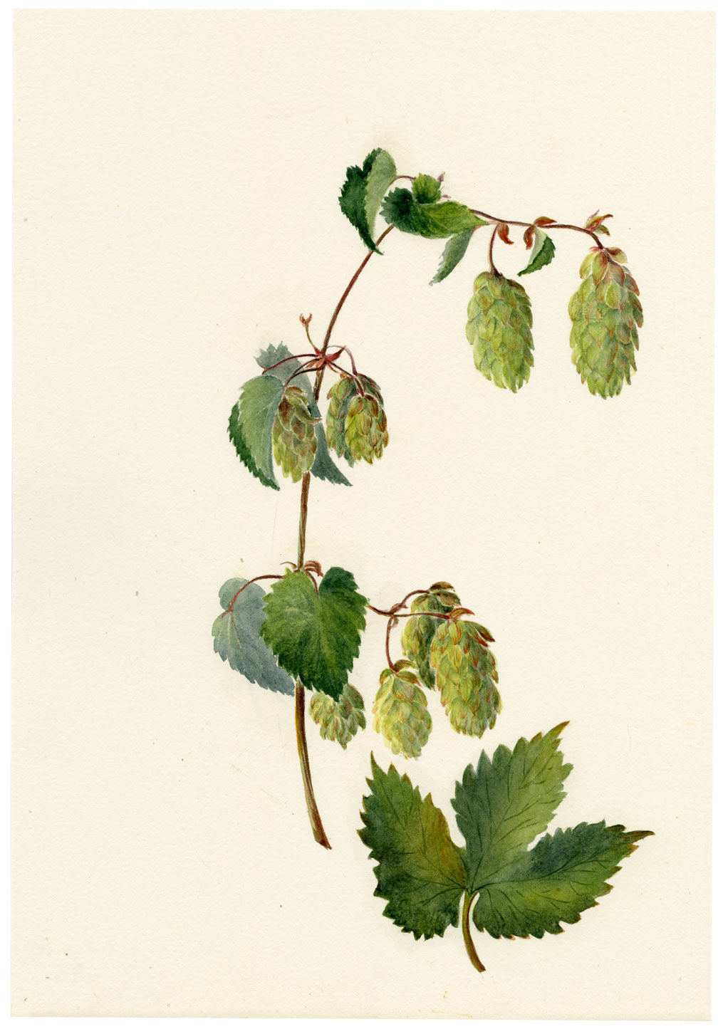 Falloon, Common Hop Flower (Humulus lupulus), Stechelberg, Switzerland – 1904 watercolour painting