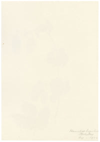 Falloon, Common Hop Flower (Humulus lupulus), Stechelberg, Switzerland – 1904 watercolour painting