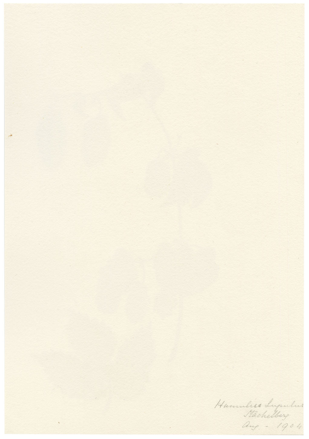 Falloon, Common Hop Flower (Humulus lupulus), Stechelberg, Switzerland – 1904 watercolour painting