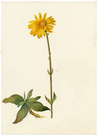 Falloon, Mountain Arnica Flower, Wengen, Switzerland – 1900 watercolour painting