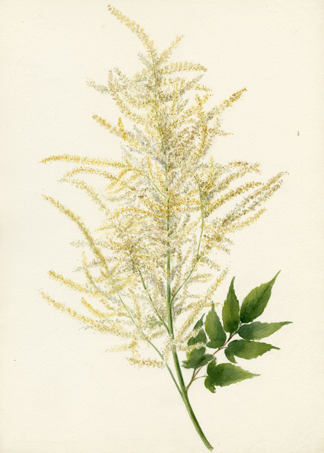 Falloon, Spiraea Aruncus Flower, Champéry, Switzerland – 1898 watercolour painting