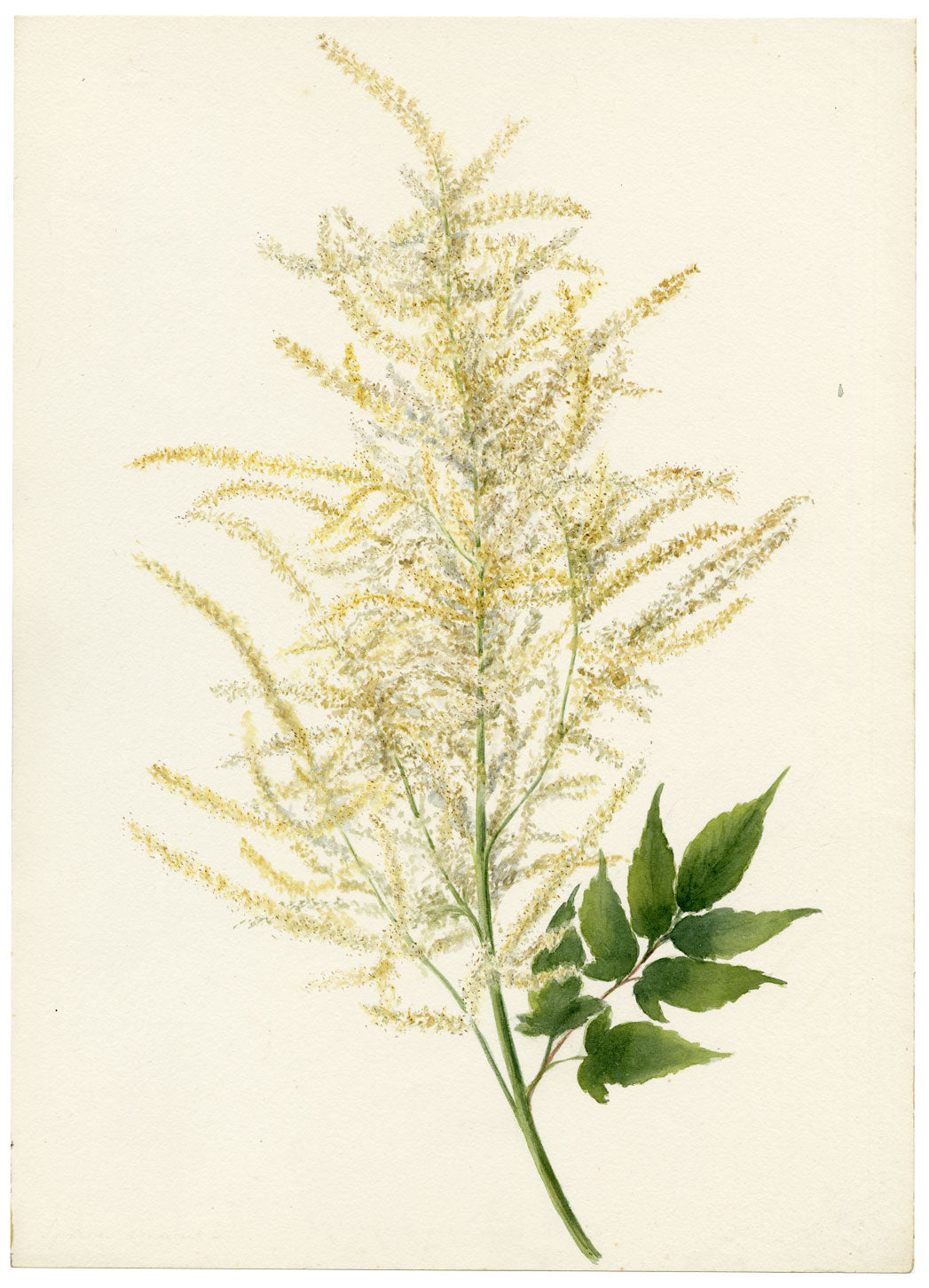 Falloon, Spiraea Aruncus Flower, Champéry, Switzerland – 1898 watercolour painting