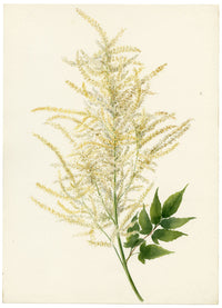 Falloon, Spiraea Aruncus Flower, Champéry, Switzerland – 1898 watercolour painting