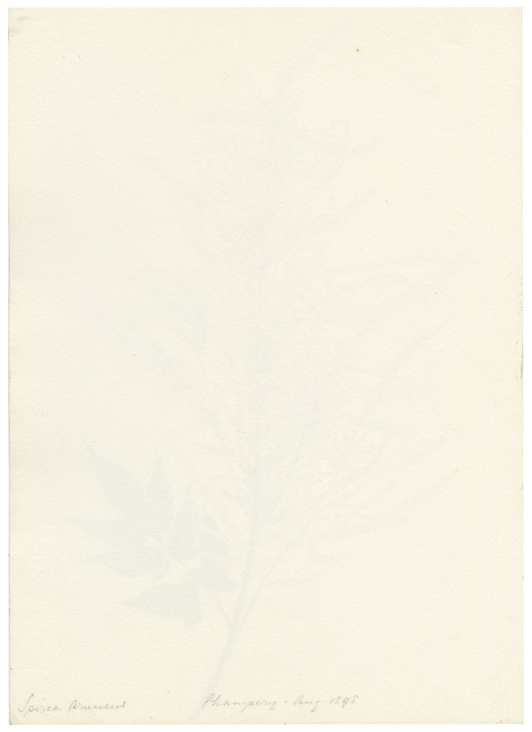 Falloon, Spiraea Aruncus Flower, Champéry, Switzerland – 1898 watercolour painting