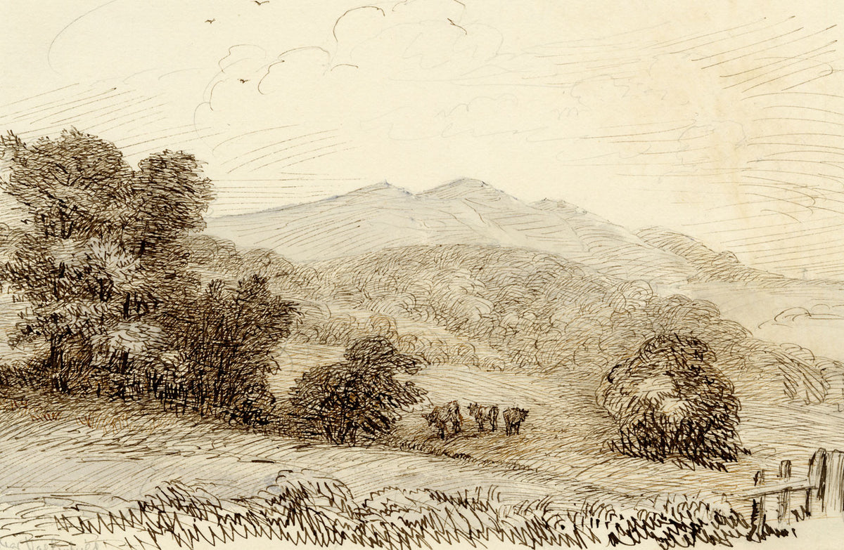 John Wilson of Seacroft Hall, Cows Grazing near Valleyfield, Fife, Scotland – c.1870s pen & ink drawing