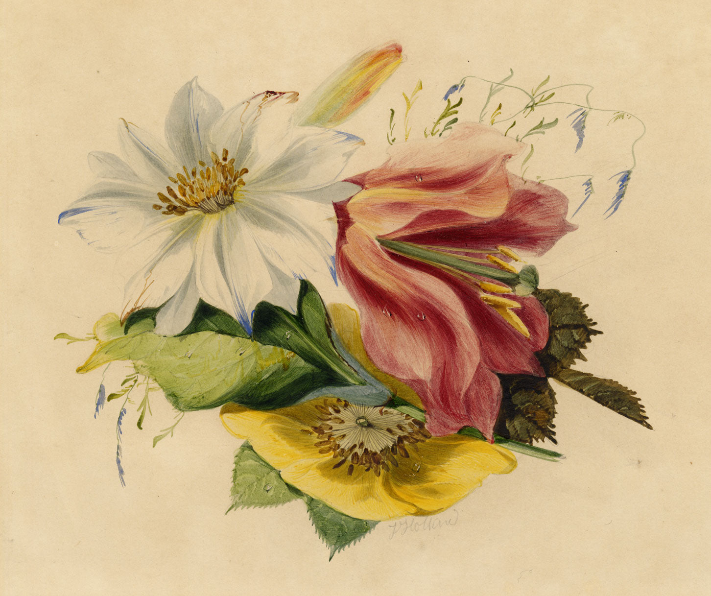 James Holland OWS, Flower Posy with Tulip & Clematis – Mid-19th-century watercolour painting