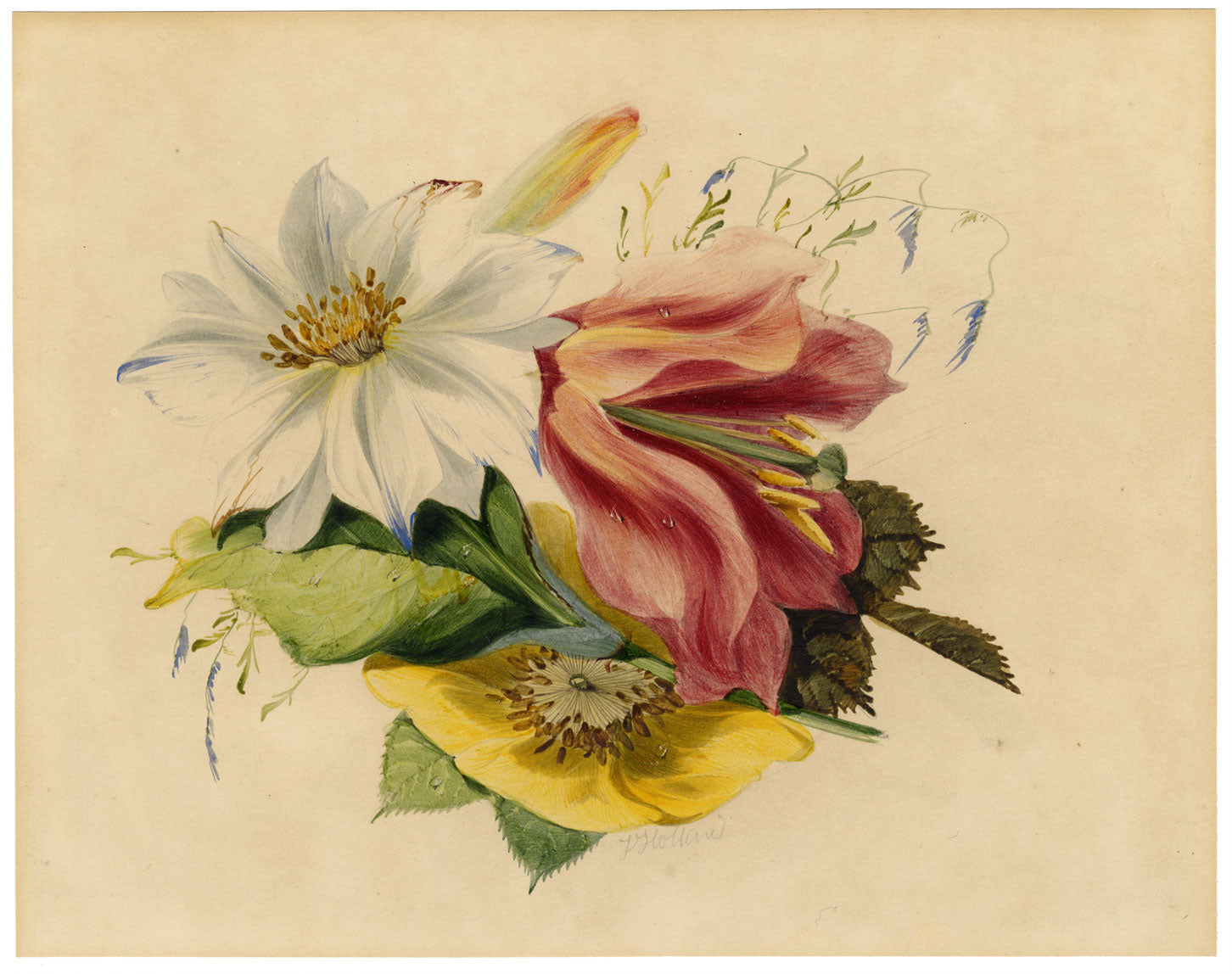 James Holland OWS, Flower Posy with Tulip & Clematis – Mid-19th-century watercolour painting