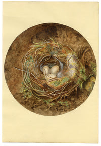 Anon., Bird's Nest Roundel Still Life – c.1840s watercolour painting