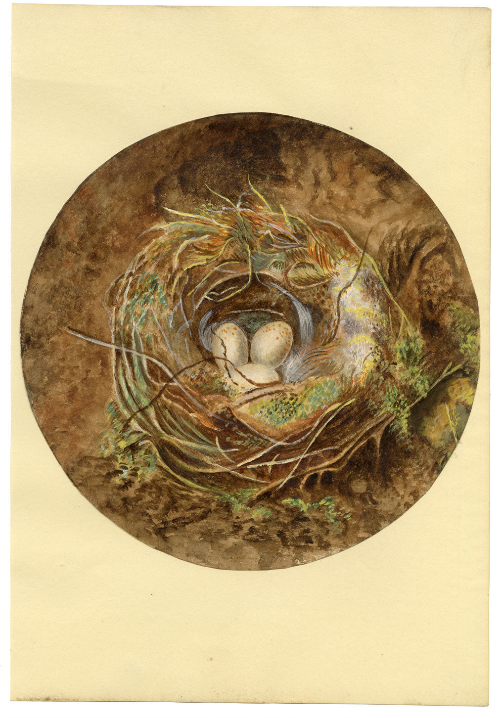 Anon., Bird's Nest Roundel Still Life – c.1840s watercolour painting