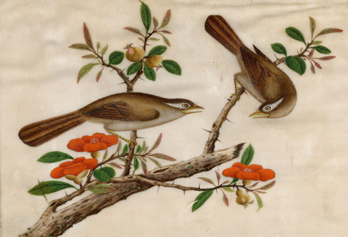 Antique 19th-century Chinese Pith Painting – Pair of Hwamei Birds on Persimmon Branch