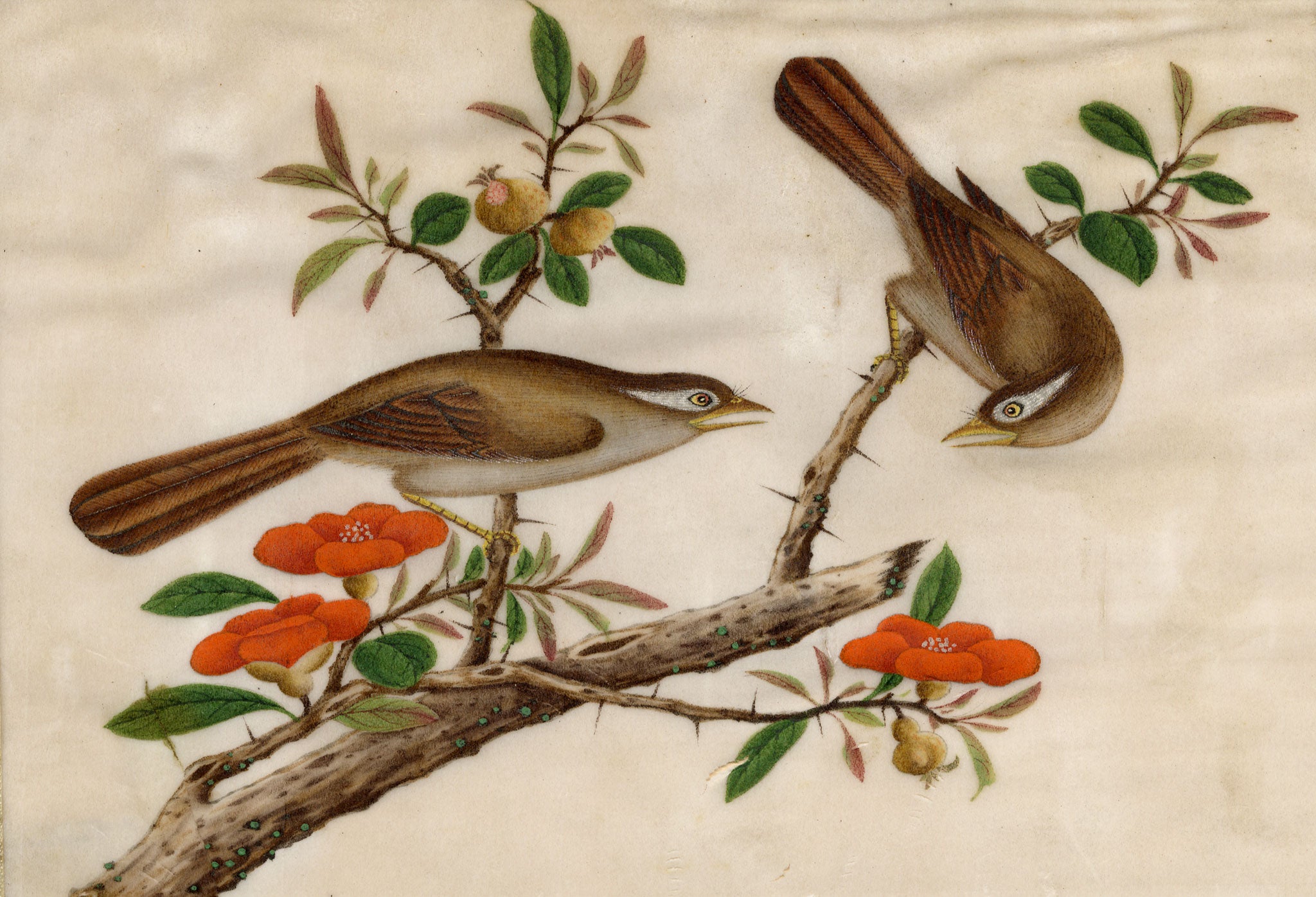 Antique 19th-century Chinese Pith Painting – Pair of Hwamei Birds on Persimmon Branch