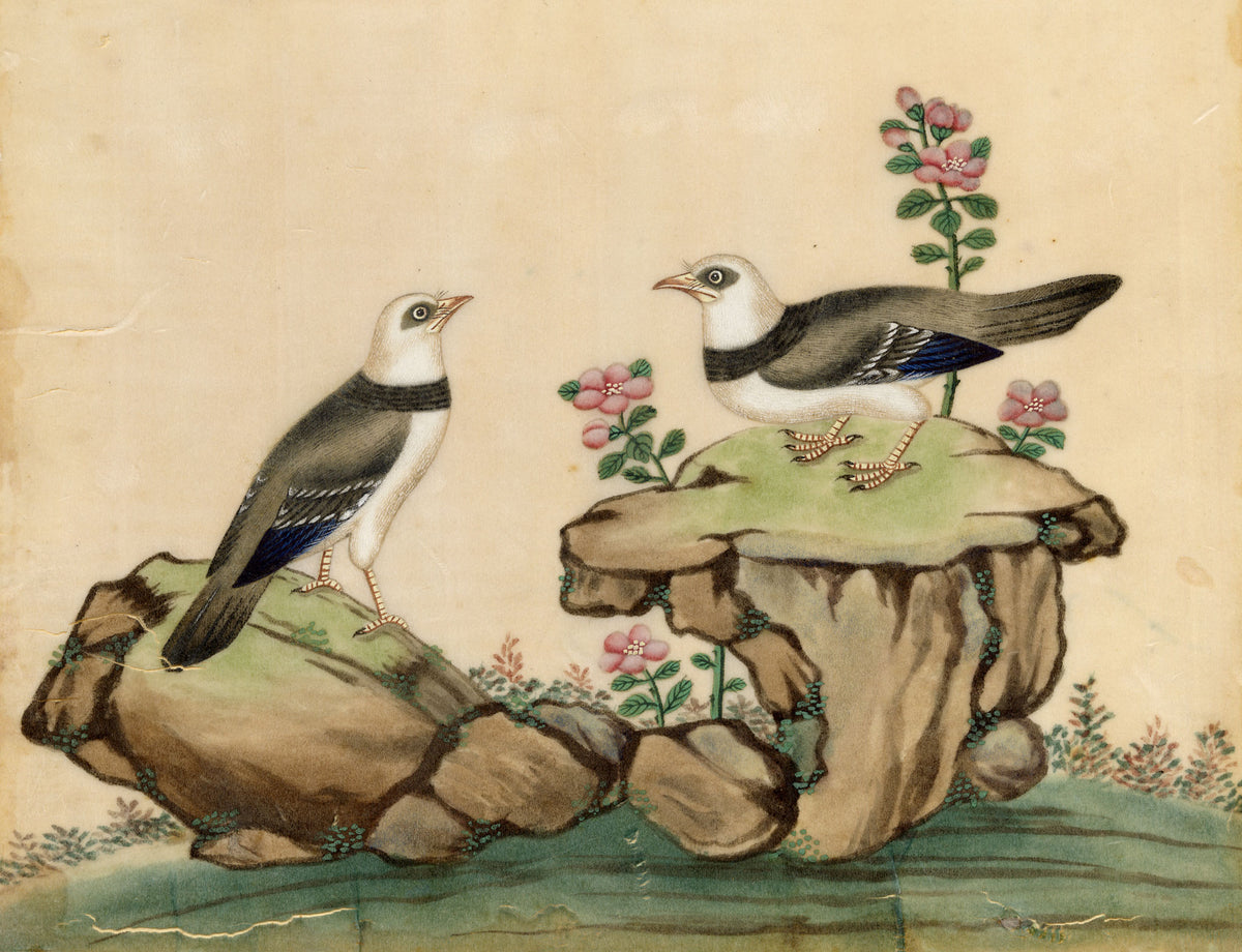 Antique 19th-century Chinese Pith Painting – Pair of Burmese Myna Birds on Rocks
